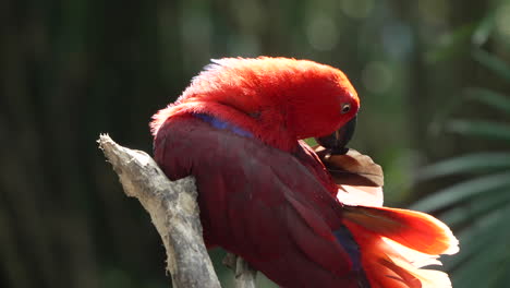 Close-up-of-Moluccan-Eclectus-Female-Bird-Preening-or-Grooming-Wings-Perched-on-Tree-Branch-on-Tropical-Forest-Background