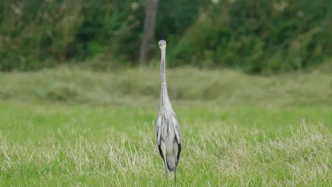 Grey-heron-with-long-neck-slowly-turn-head-sideways,-grassland-in-Switzerland