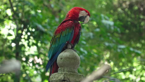 Sleepy-Green-Winged-Macaw-Closing-Eyes-Sittig-on-Stony-Post-Against-Green-Trees-Foliage-in-Bali-Rainforest