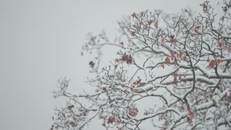 Eine-Parallax-Nahaufnahme-Zeigt-Leichten-Ersten-Schnee-Auf-Ästen,-Die-Mit-Verwelkten-Herbstblättern-Geschmückt-Sind