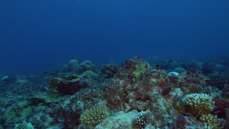 Un-Increíble-Sobrevuelo-Submarino-Del-Vibrante-Arrecife-De-Coral-Del-Océano-Lleno-De-Peces-Y-Colores