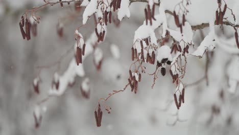 Withered-catkins-on-leafless-birch-tree-branches-are-delicately-covered-by-first-snow-in-a-close-up-parallax-view