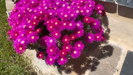 Sehr-Auffälliger-Film-Aufgrund-Seiner-Kräftigen-Fuchsia-rosa-Farbe-Der-Lampranthus-Pflanze-In-Blüte,-Sie-Ist-Sehr-Dicht-Und-Hat-Eine-Große-Anzahl-Von-Blüten-Und-Befindet-Sich-In-Einem-Topf-Auf-Einem-Träger-Und-Ist-In-Zeitlupe