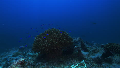 Una-Hermosa-Vista-Submarina-De-Un-Enorme-Coral-Duro-Que-Se-Alza-Contra-El-Fondo-Del-Océano-Azul-Profundo