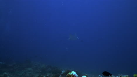 A-beautiful-eagle-ray-appearing-behind-a-lively-ocean-coral-full-of-fish-and-gently-flying-away-in-the-deep-blue