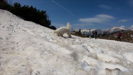 Zeitlupe,-Kleiner-Süßer-Weißer-Malteserhund,-Der-Schneebälle-Auf-Schnee-Fängt,-Velika-Planina-Hochebene,-Slowenien