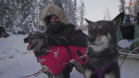 Huskys,-Die-An-Einen-Schlitten-Gespannt-Sind,-Werden-Von-Einem-Mann-In-Winterkleidung-Gestreichelt