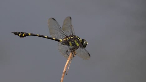 Die-Gemeine-Flanschschwanzlibelle-Kommt-Häufig-In-Thailand-Und-Asien-Vor