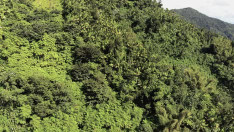 Dichter-Grüner-Wald-Hoch-Oben-Auf-Dem-Berg-Einer-Karibischen-Insel