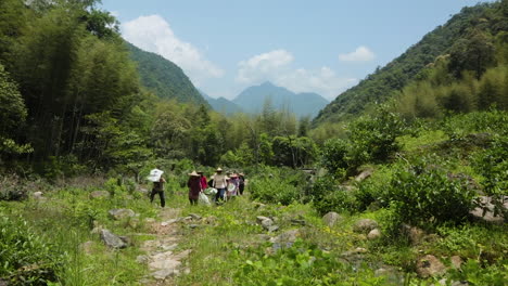 Un-Grupo-De-Mujeres-Mayores-Caminando-Por-El-Campo-Para-Recoger-Té-En-China.