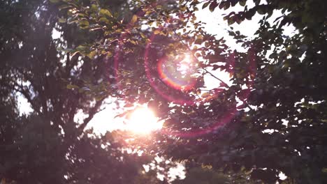 Blätter-Reflektieren-Das-Licht-Bei-Sonnenuntergang