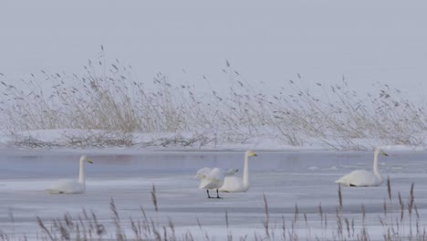 Cisnes-Cantores-Relajándose-Sobre-El-Hielo-Después-Del-Vuelo.