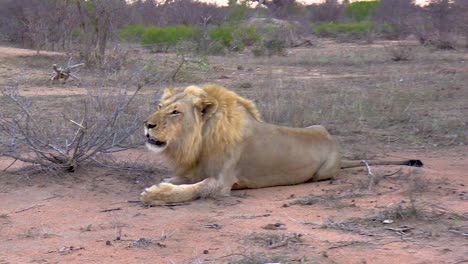 Una-Toma-Suave-Y-Constante-De-Dos-Leones-Machos-Llamando-A-La-Manada