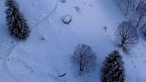 Luftaufnahmen-Einer-Gruppe-Wegfliegender-Raben-In-Den-Schweizer-Alpen