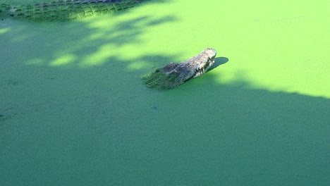 crocodiles-that-are-in-a-green-pond