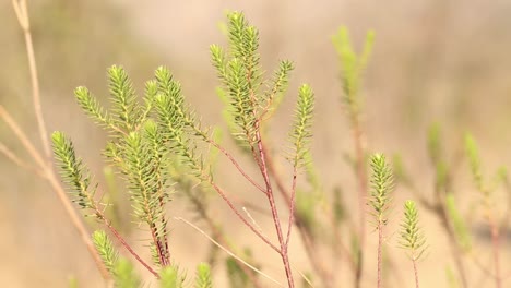 close-up-of-native-vegetation-at-sunset-in-San-Luis,-Argentina