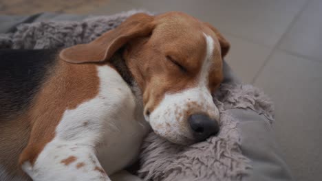 Junger-Beagle-Hund,-Der-Im-Bett-Schläft-Und-Sanft-Atmet