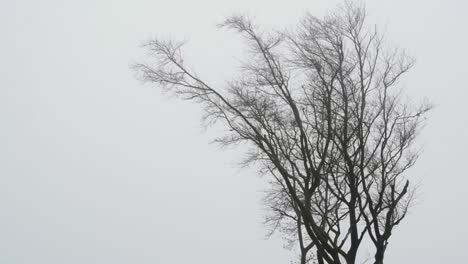 Buche-Baumkronen-Bewegen-Sich-Langsam-Im-Wind-Bei-Bewölktem-Wetter