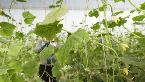 -A-worker-with-mask-in-a-greenhouse-removes-the-sprouts-and-ties-up-a-stalk-of-cucumber