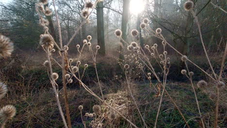 Misty-English-woodland-scene-dolly-pull-back-from-spiky-plants,-Slow-motion