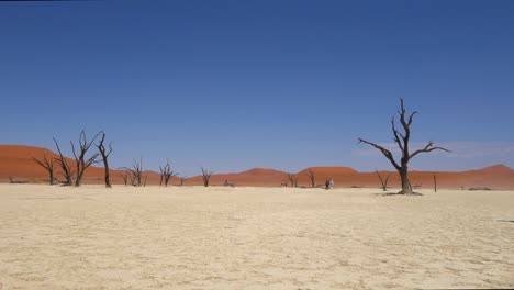 Man-walks-alone-between-death-acacia-trees-in-sossusvlei,-deadvlei