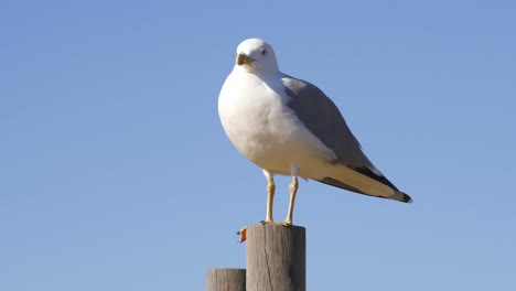 Seagull-on-a-sunny-day-with-a-blue-sky-foreground,-in-Portugal