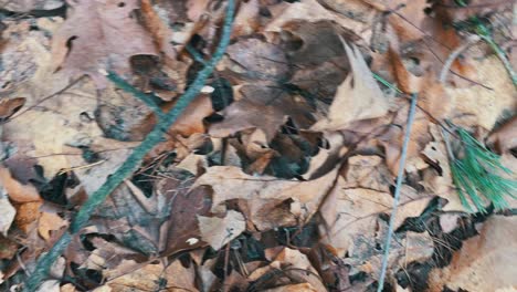 Rotating-close-up-of-dried-leaves-on-the-ground