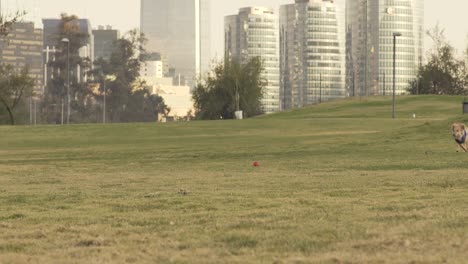 Niños-Jugando-Con-Perro-En-El-Parque