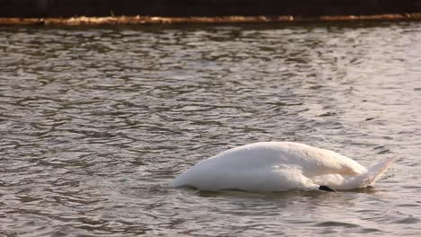 Swan-diving-its-head-in-the-water-in-a-city-canal-in-Dublin,-Ireland