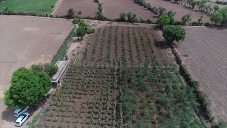 Imágenes-Aéreas-De-4k-De-Un-Automóvil-Circulando-Por-Una-Carretera-Entre-Campos-Verdes-Bajo-La-Puesta-De-Sol