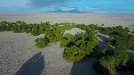 Montañas-Y-Pinos-En-Medio-Del-Desierto