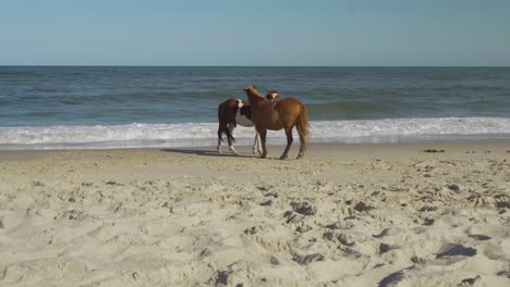 Zwei-Pferde-Hängen-Am-Strand-Herum