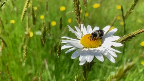 Ashy-mining-bee-pollinating-ox-eye-daisy-in-field-in-summer,-flying-away