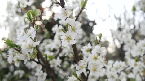 Focus-Push-and-Close-Up-Of-Flowers-Blossoming-In-Spring