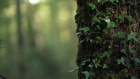 Vertikales-Paneel-In-Zeitlupe-Eines-Baumes-In-Einem-Wald,-Bedeckt-Mit-Moos-Und-Sonnenlicht