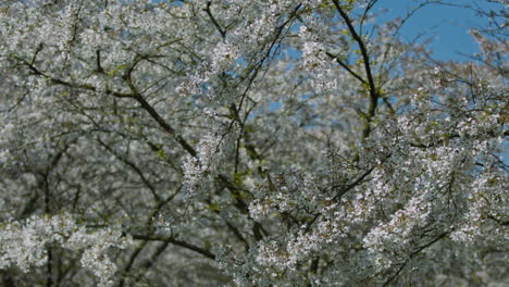 Cherry-blossom-background