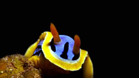 Chromodoris-Elisabethina-Nacktschnecke-Manado-Bay-Indonesien-25fps-4k