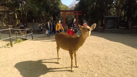 Cerca-De-Ciervos-En-Japón-Por-La-Puerta-Naranja