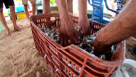 Hombre-Tomando-Cebo-Para-Peces-Pequeños-Aparejos-De-Cubo