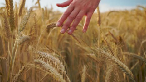 Happy-Woman-in-Shorts-Runs-Her-Hand-Through-Golden-Ears-of-Wheat