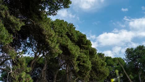 Lapso-De-Tiempo-En-El-Bosque-Mirando-Hacia-El-Cielo-Y-Tener-Buen-Ambiente