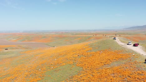 Luftüberflug-Mit-Menschen,-Die-Im-Orangefarbenen-Mohnfeld-Mit-Superblüte-Herumtollen