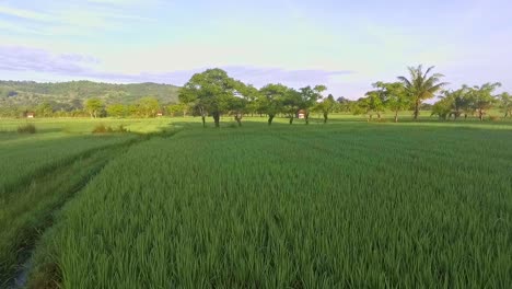 Low-aerial-view-over-lush-green-rice-paddies-of-Sumbawa-Indonesia