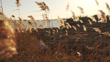 Beautiful-golden-grass-flowers-and-leaves-by-a-lake---wide-shot