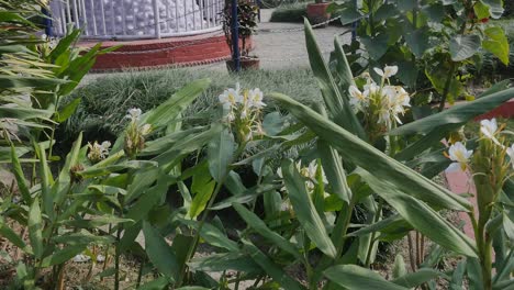 Wunderschöne-Weiße-Blumen-Mit-Grünen-Bäumen-An-Einem-Sonnigen-Tag-In-Nepal---Nahaufnahme