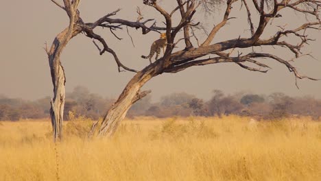 Schöner-Gepard-Auf-Blattlosem-Baum-An-Einem-Sonnigen-Tag