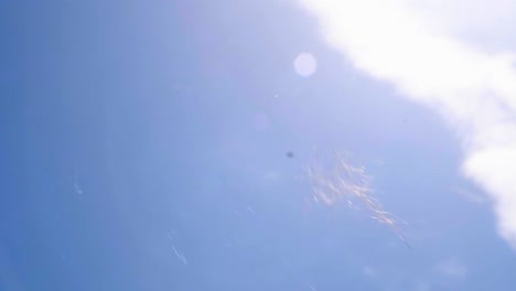 Close-up-shot-of-dog-hair-floating-in-the-wind,-over-a-bright-blue-spring-sky