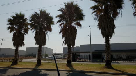 Beautiful-Palm-trees-in-the-boulevard-in-an-industrial-park-in-Silao-Guanajuato