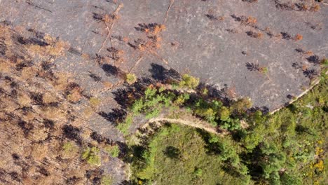 Un-Bosque-Quemado-Contra-Uno-Intacto.