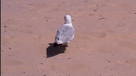 Seagulls-walks-and-squawks-on-sandy-beach